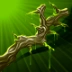 Branch of Antiaris