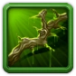 Branch of Antiaris